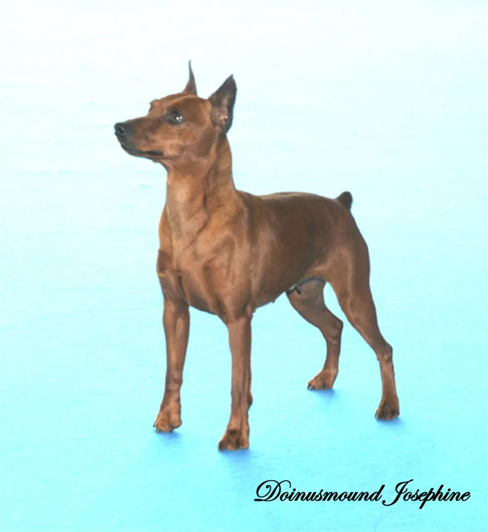Foto Pinscher Miniatura Doinusmound Josephine.