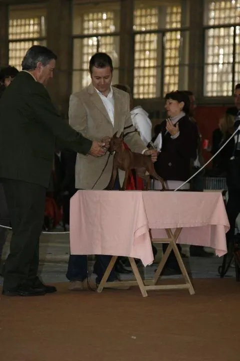 La Expo de Jerez de la Frontera Punto Obligatorio «Pinscher Moment»