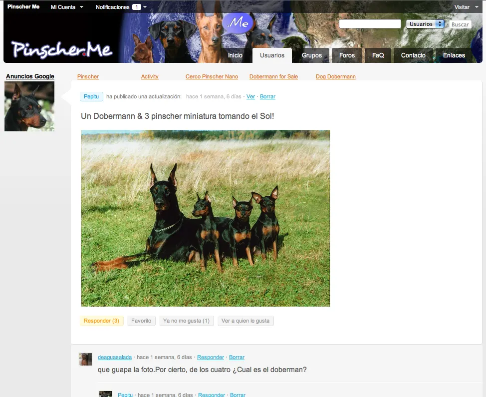 Boom Pinscher! En Pinscher.Me