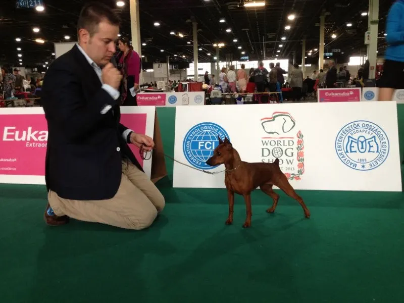 Resultados Pinscher Miniatura World dog Show 2013