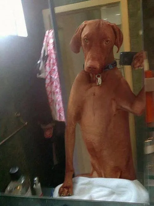 Foto molona de mi perro en el cristal del WC