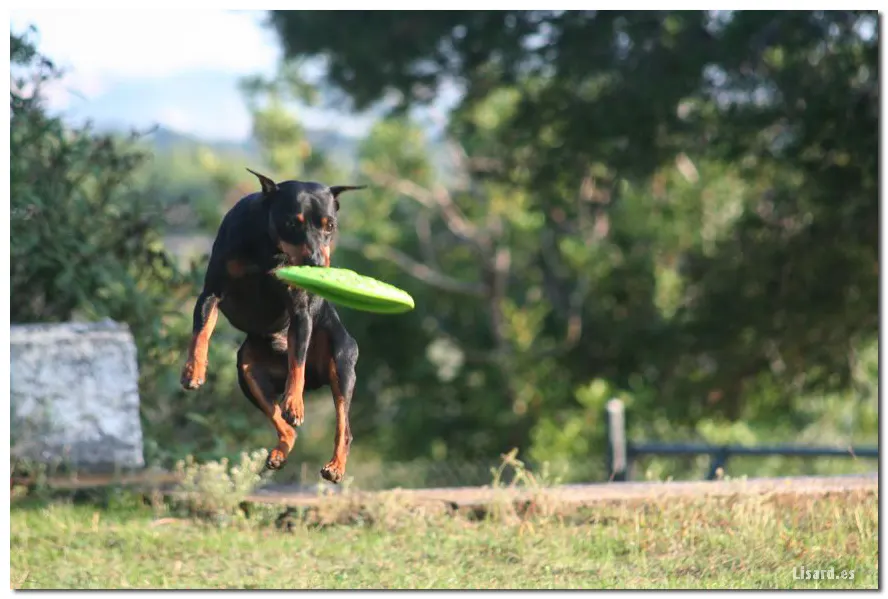 Como adiestrar a mi perro ? el Manual