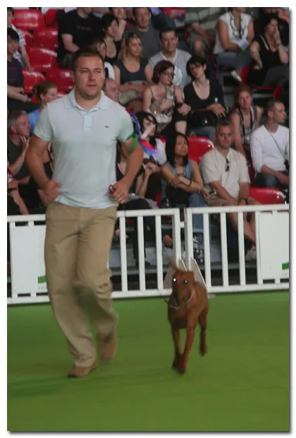 ringshowdog