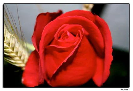 Sant Jordi 2008!