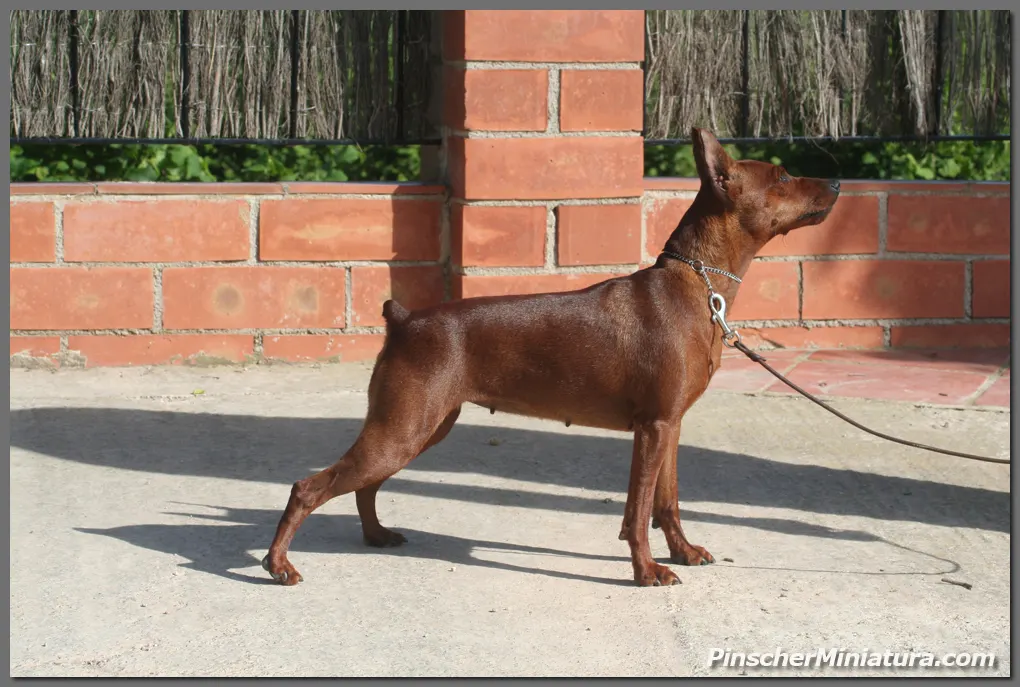 Las Primaveras de Jara la Mini Pinscher