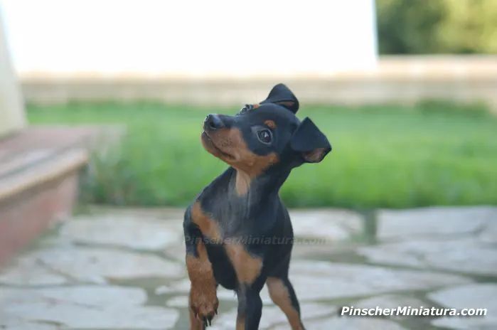 Sasha! El Mini Pinscher Negro y Fuego