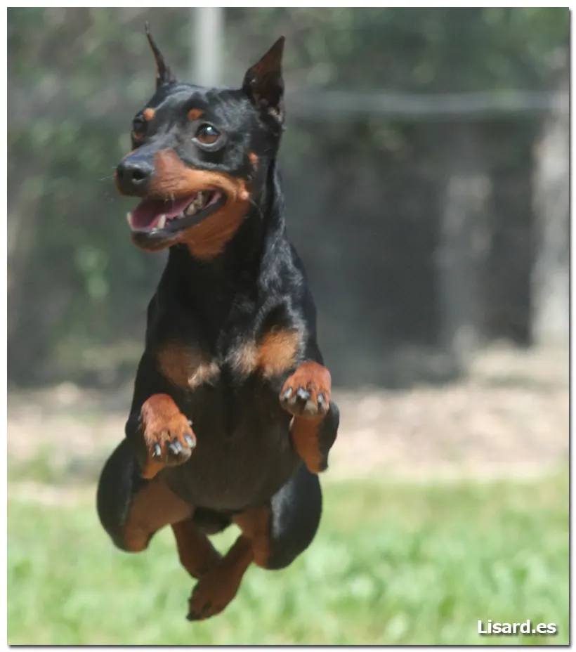 Agility Pinscher Miniatura