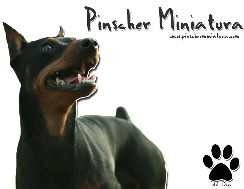 Pinscher Miniatura