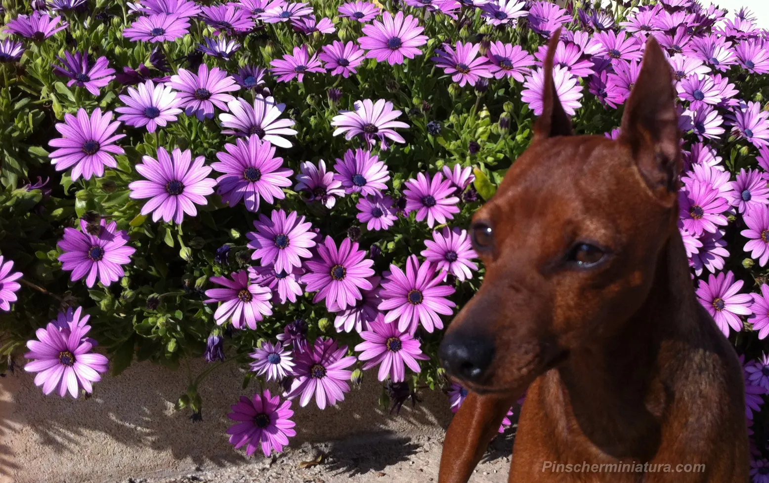 La Primavera Pinscher 2012.