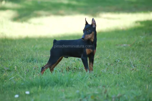 Pinscher Miniatura o Mini Pinscher disponible para montas