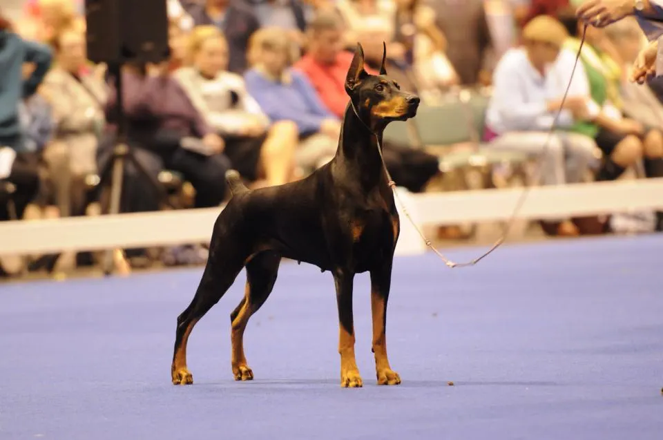 I love Dobermann