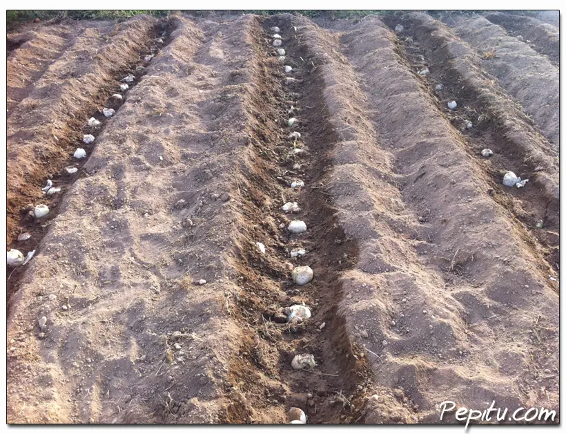 Plantando Calçots