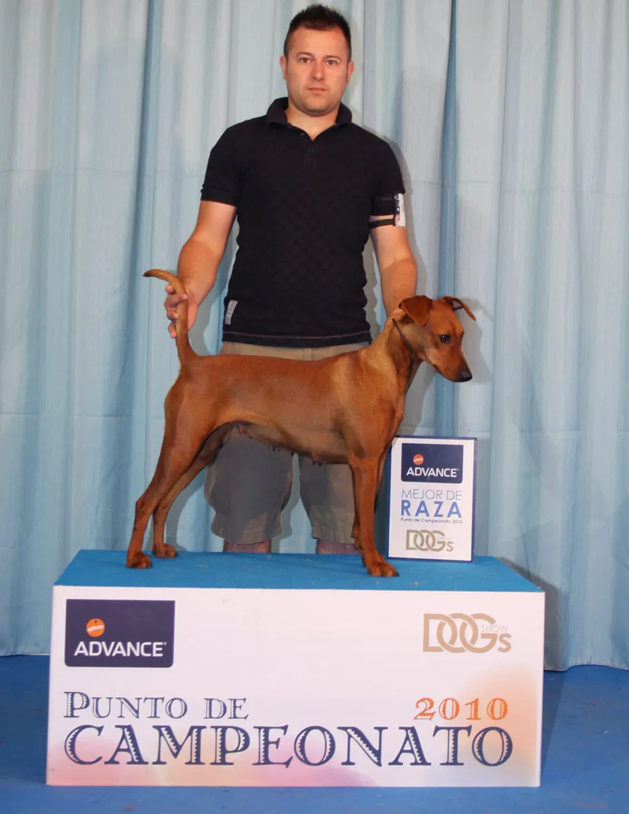Esp Ch. Ravenred Cats Catita – Rita
