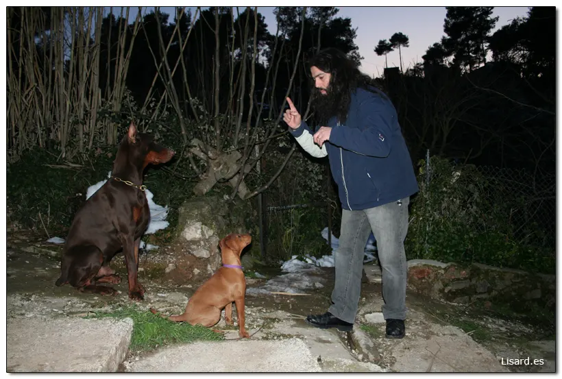 Dobermann Experience