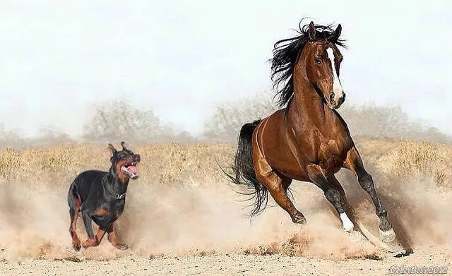 Dobermann Vs Horse – Caballo