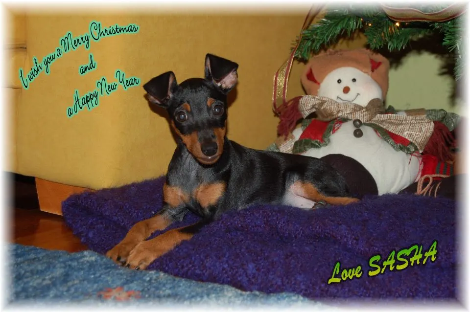 Feliz Navidad a todos!! y todos los Pinschers del Mundo!