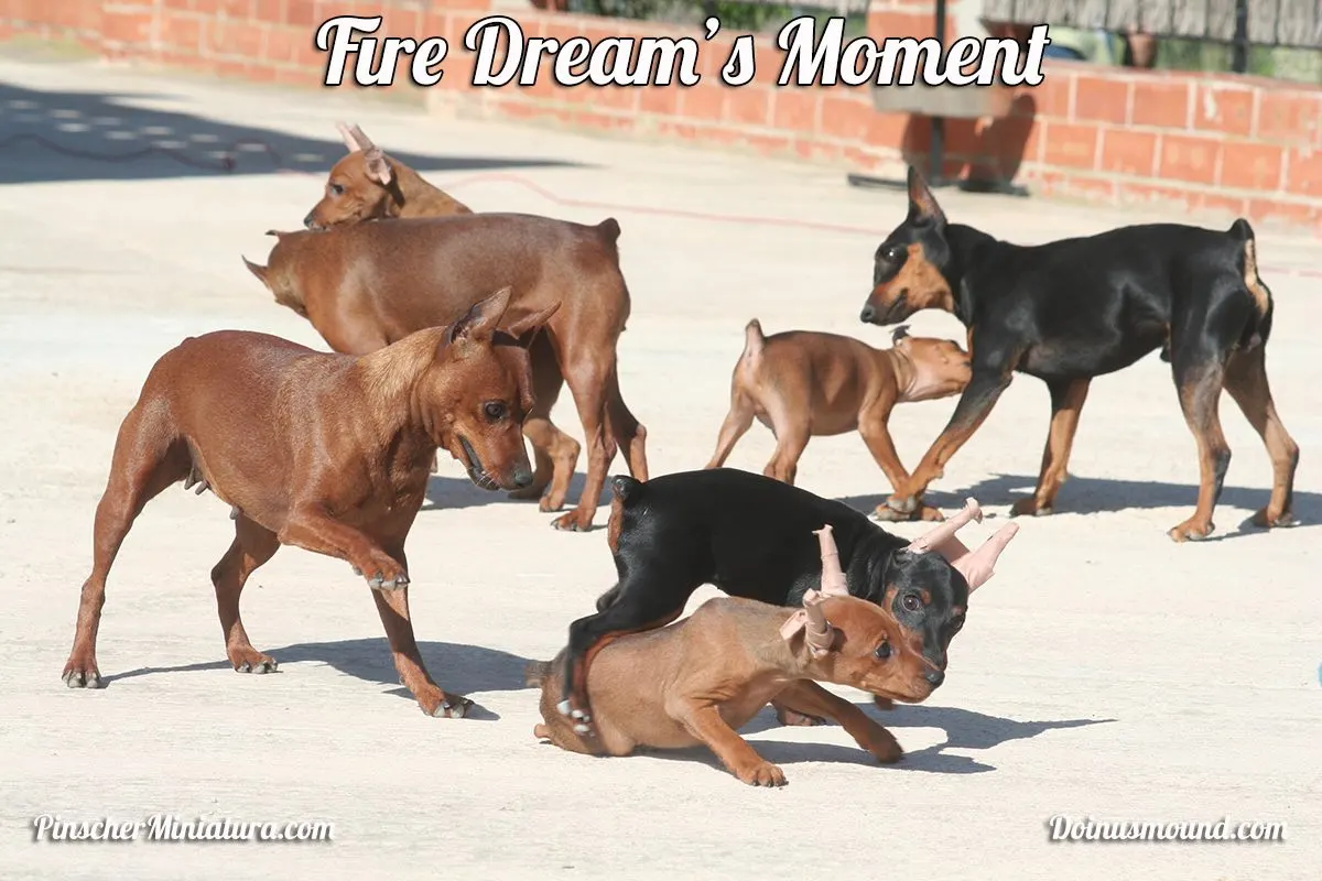 El Mejor Grupo de Mini pinscher del Facebook