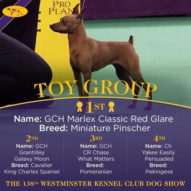 GCH Marlex Classic Red Glare