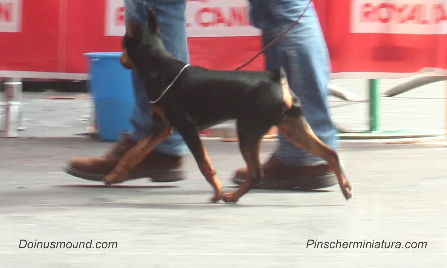 Sasha – El mini pinscher Negro y Fuego cumple 7 Meses