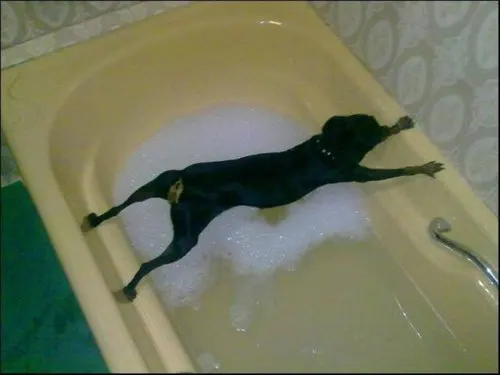 ¿ Como es un mini Pinscher ? [Humor] Wtf