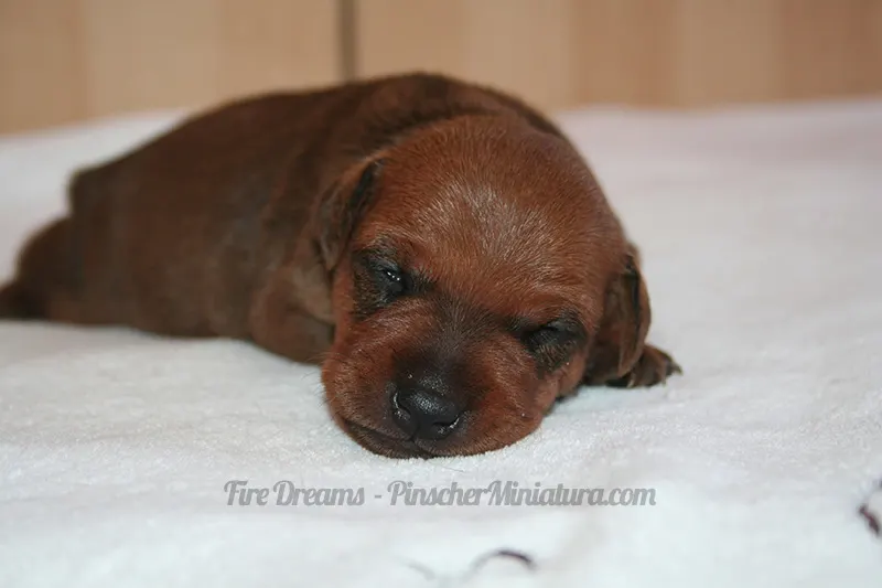 cachorros pinscher miniatura foto durmiendo