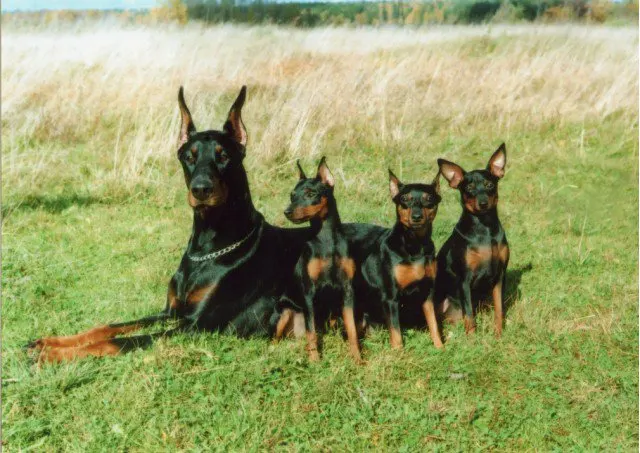 Dobermann & Mini Pinscher’s