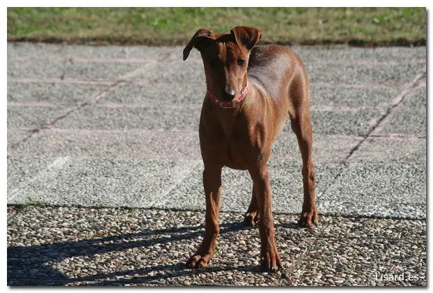 Otra German Pinscher más en can Pepitu!