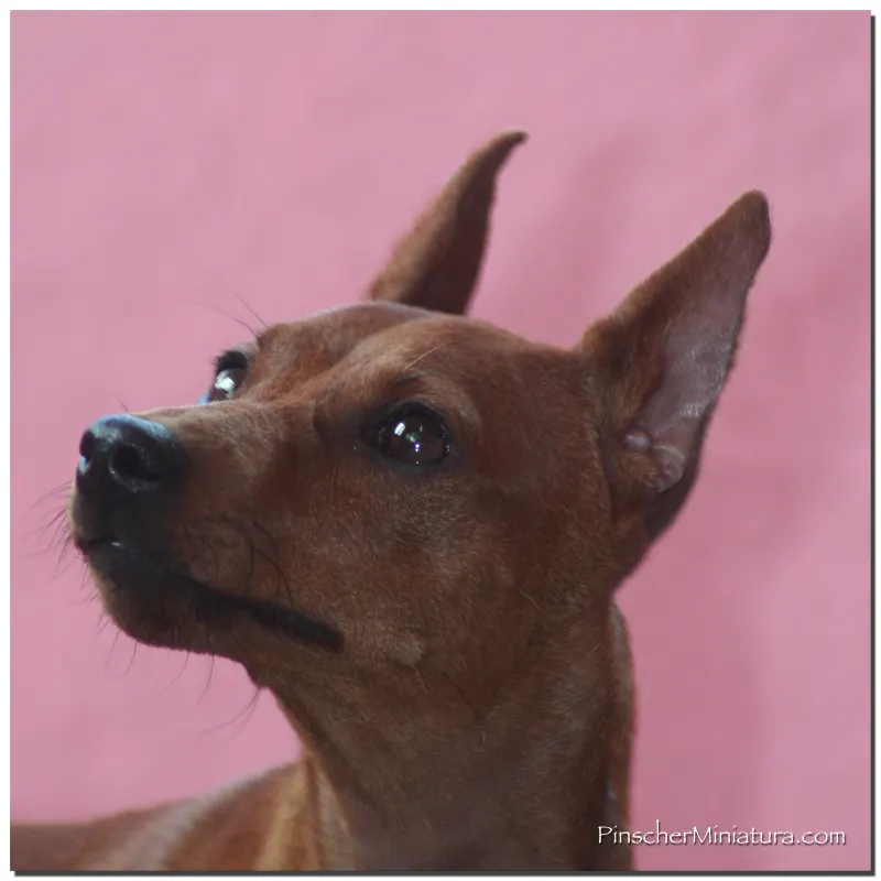 Jara con 6 meses.