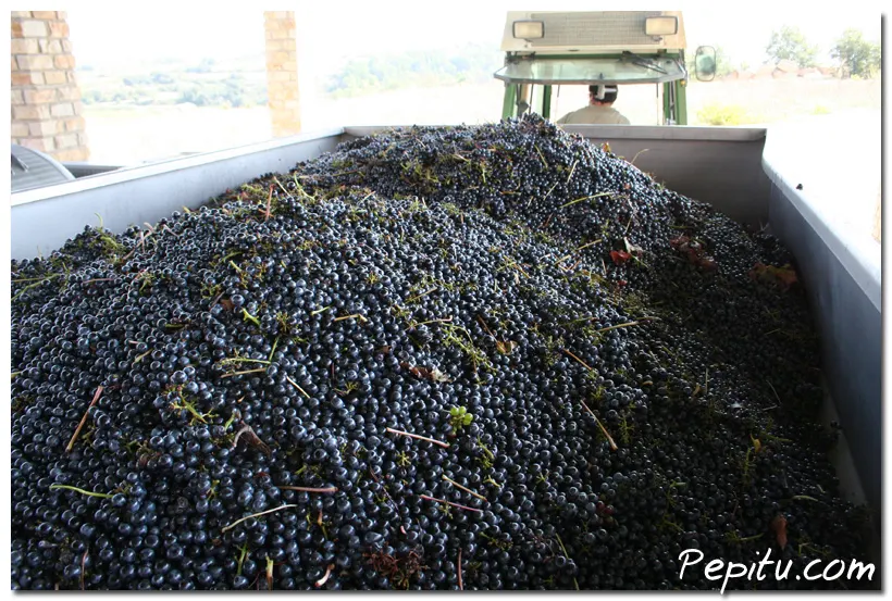 Pinscher Wine Project 2010