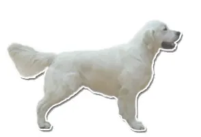 Golden Retriever, Webeando…