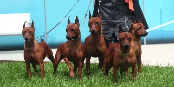 Calendario Exposiciones Caninas 2012 RSCE C.A.C CACIB