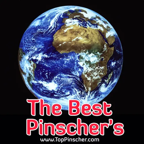 Los Mejores Pinschers, Mini Pinscher y Affenpinscher del Mundo.