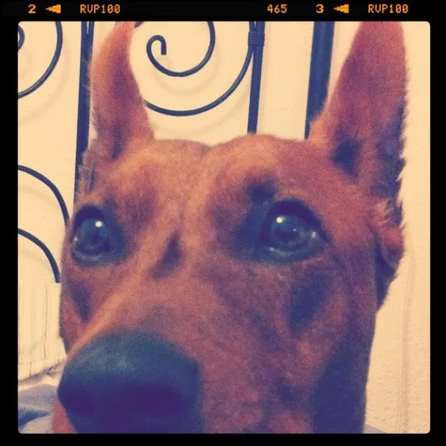Mirando la tele