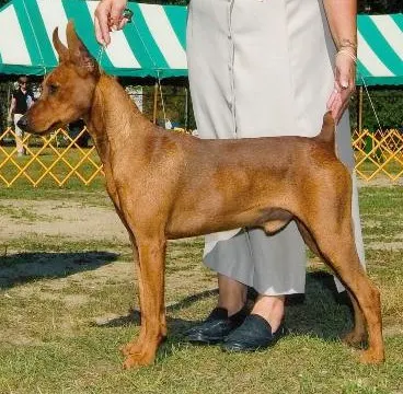 Ch. Angelsun Excalibur :: Pinscher alemán