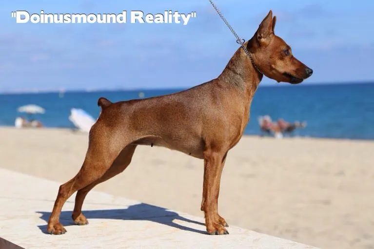 Resultados Exposición Talavera de la Reina 2013 – Mini Pinscher