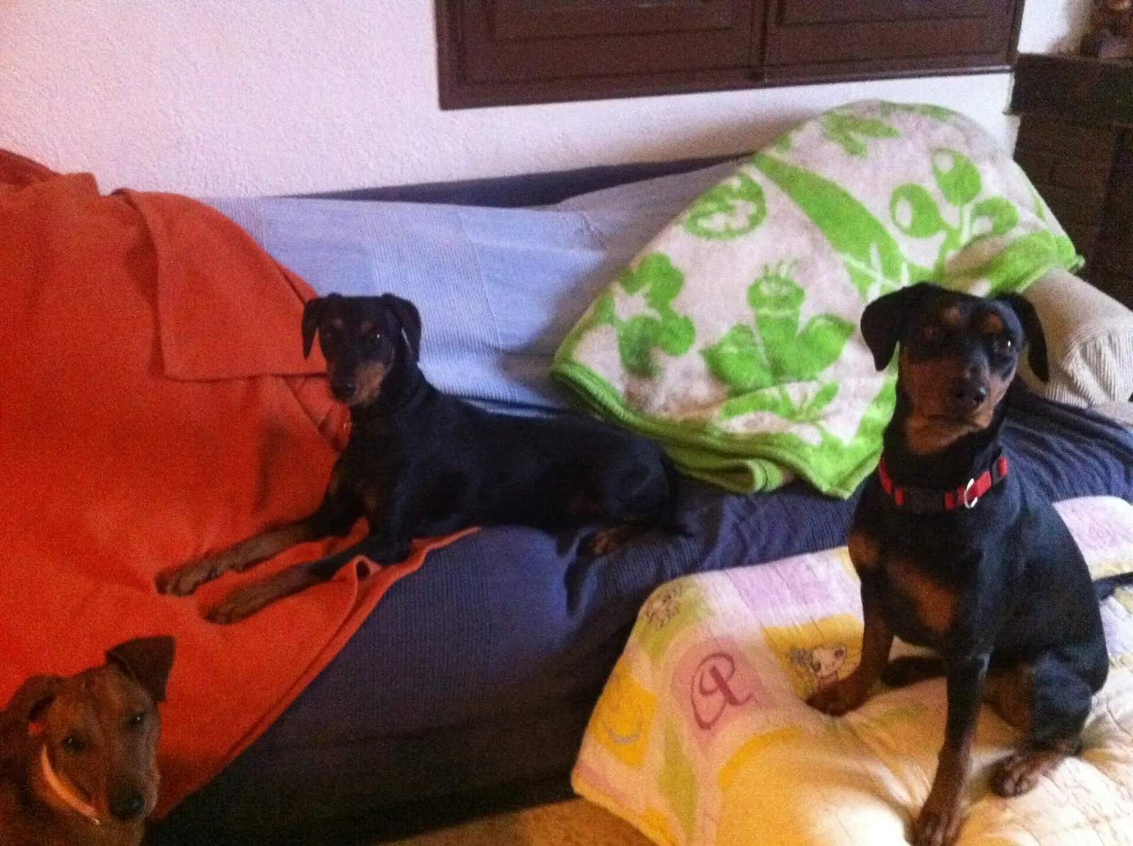 Night & day Pinscher