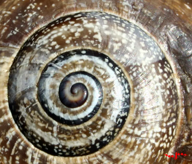 caracol imnotizador