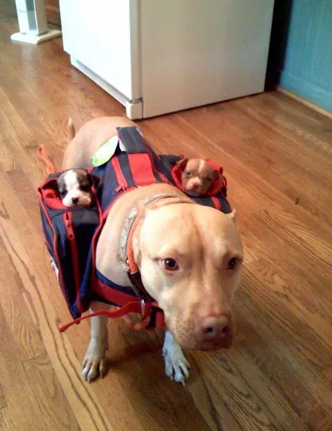 Mochila de trabajo porta bebes para perros.