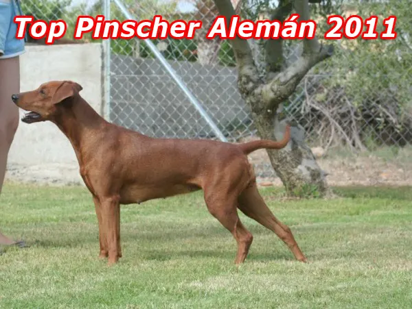 Top Pinscher 2011 Spain – España