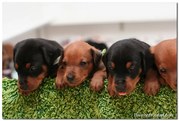 Los Cachorros y el Test de Campbell