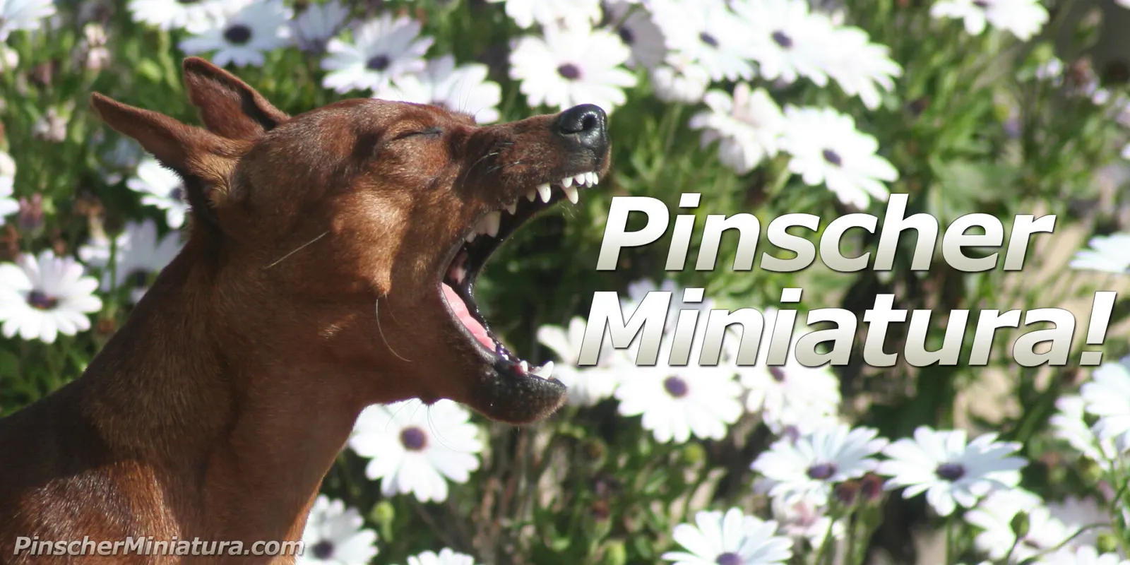 Nuevo Banner para Pinscher Miniatura ( la web )