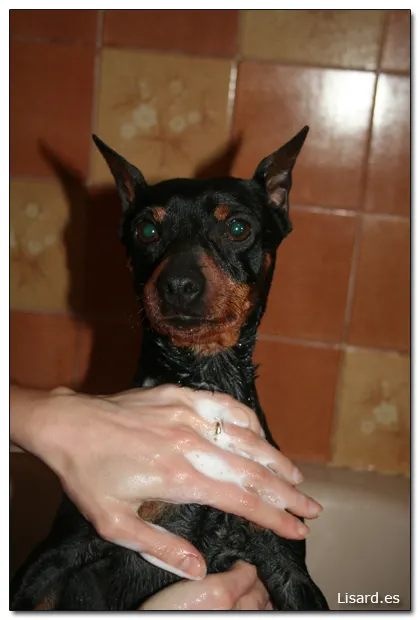 Como bañar un perro…