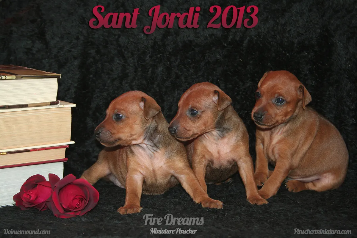 Historia de Amor – Sant Jordi – Mini Pinscher