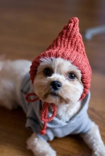 Fotos de cachorros de perro tiernos adorables