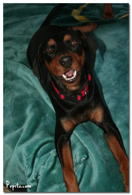 German Pinscher Moment