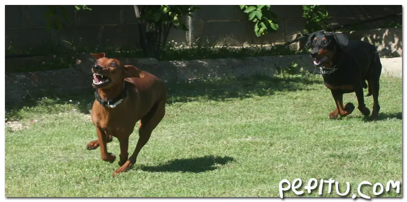 Perro corriendo. Corre que te corre!