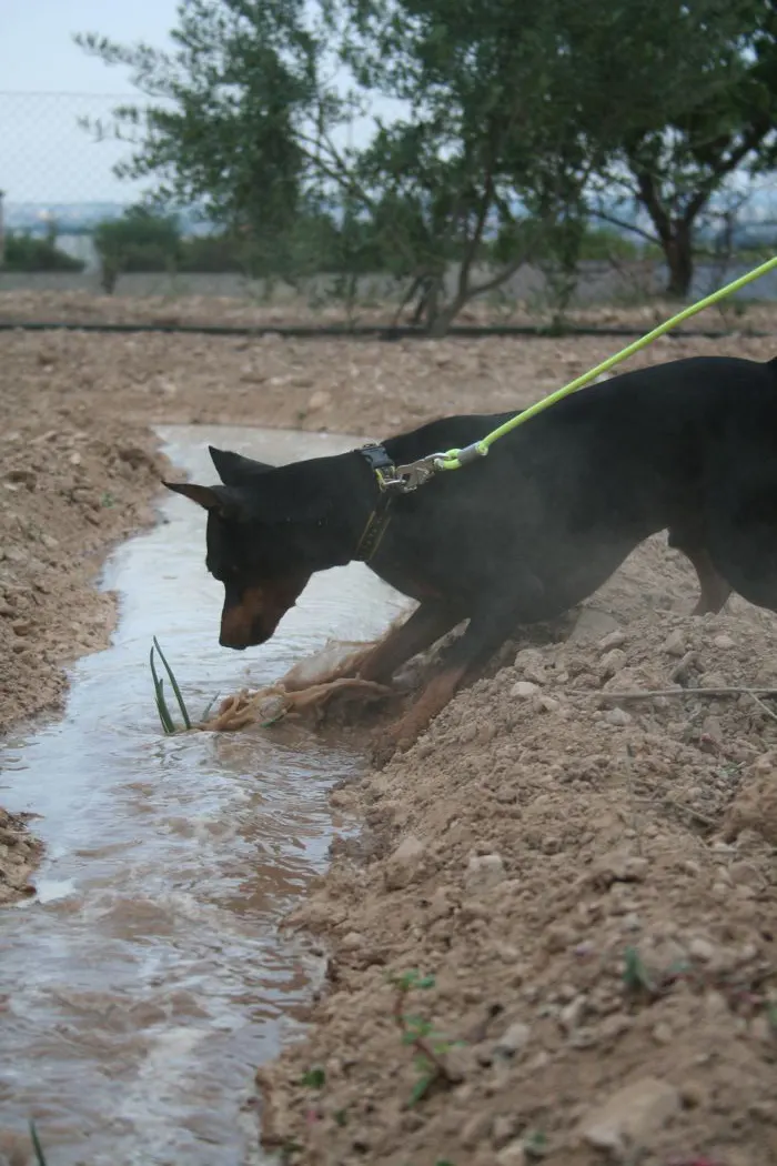 Momentos Pinscher Miniatura: Calçot