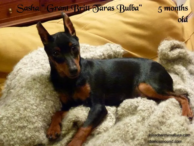 Sasha – cumple 5 meses. SASHAMANIA!!