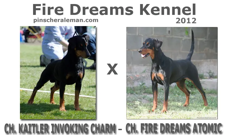 Próxima camada y Cachorros de Pinscher Alemán