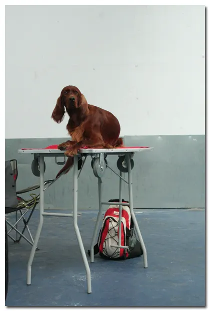 Fotos de la Expo Canina de Vic.